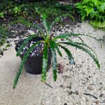 Fenestratarum Mulyadii