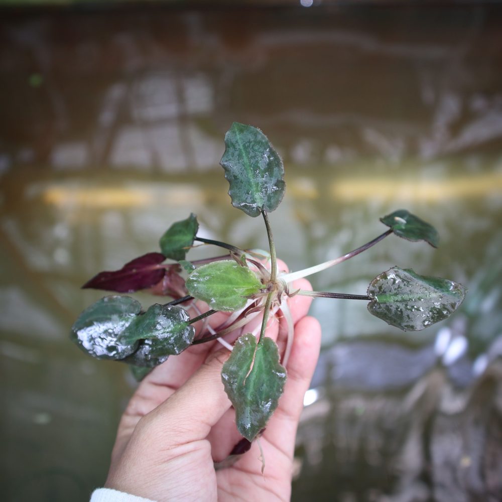 Cryptocoryne Aura