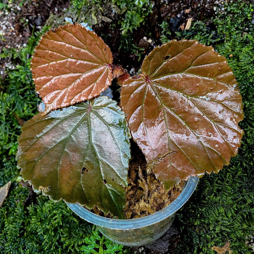 Begonia sp. Raun
