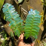 Lindsaea Doryphora