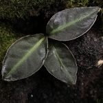 Ardisia sp. Raun