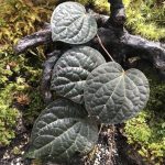 Piper Porphyrophyllum