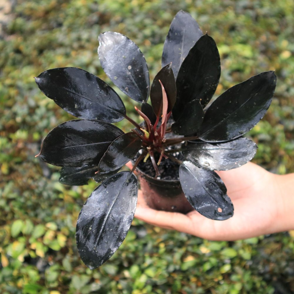 Bucephalandra sp. Maharani