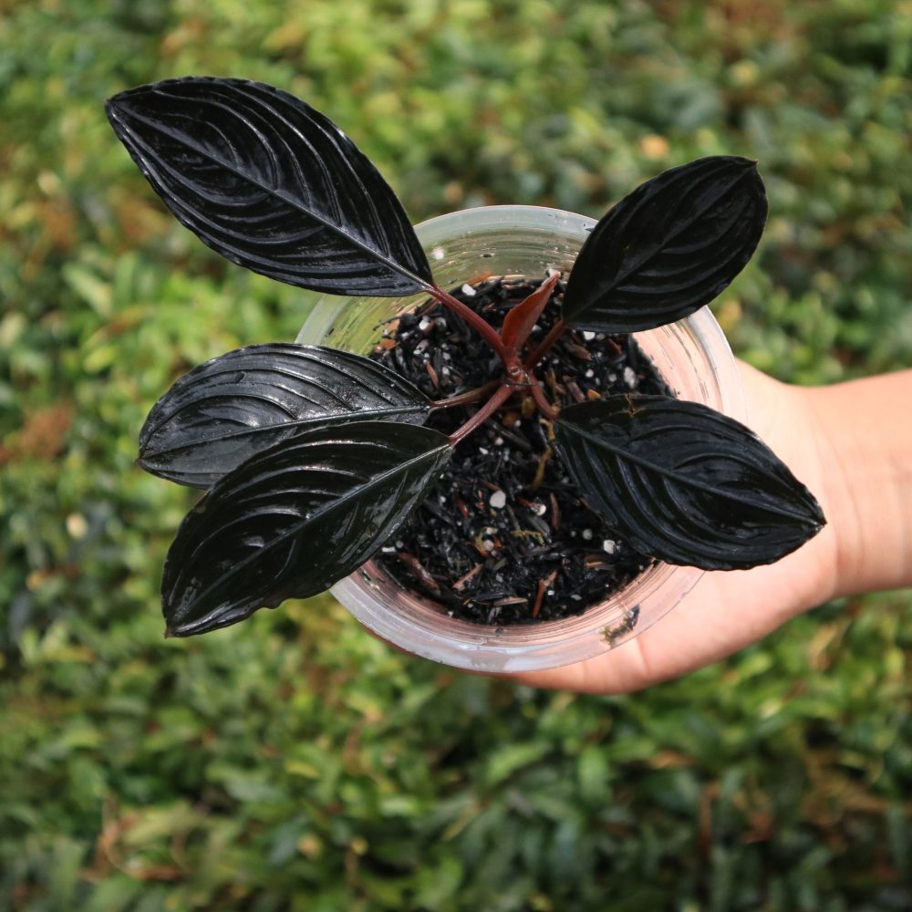 Bucephalandra Kishii Var Skeleton King