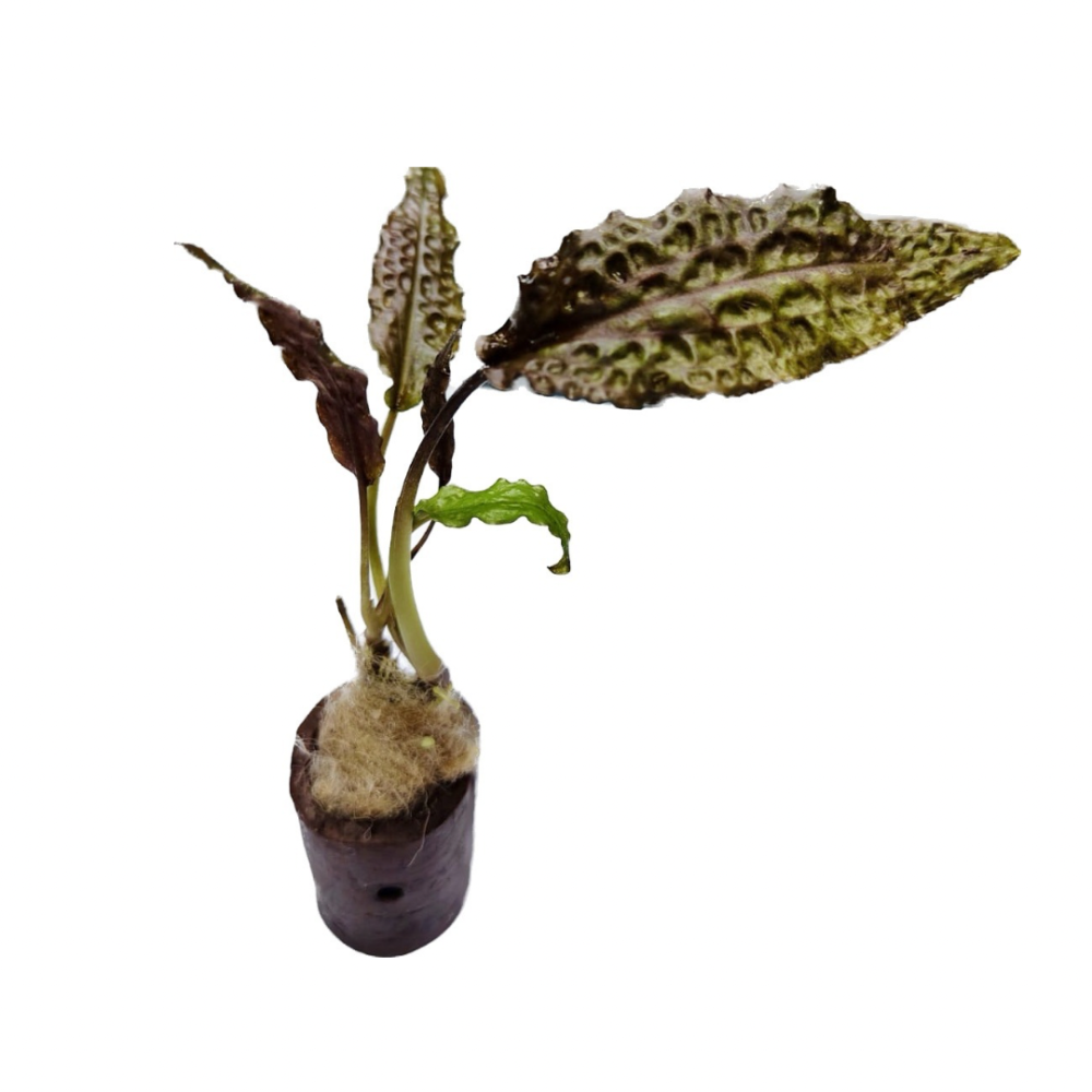 Cryptocoryne Keii