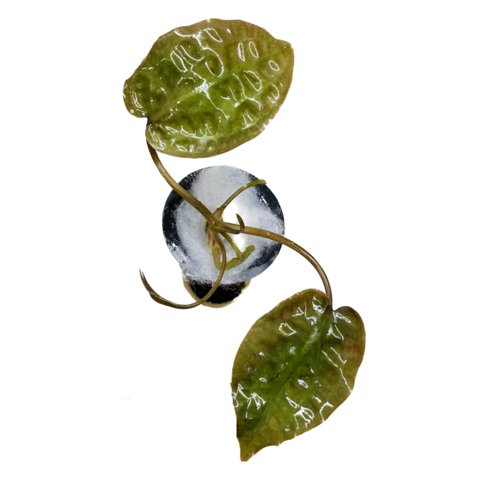 Cryptocoryne Cordata Var Grabowskii