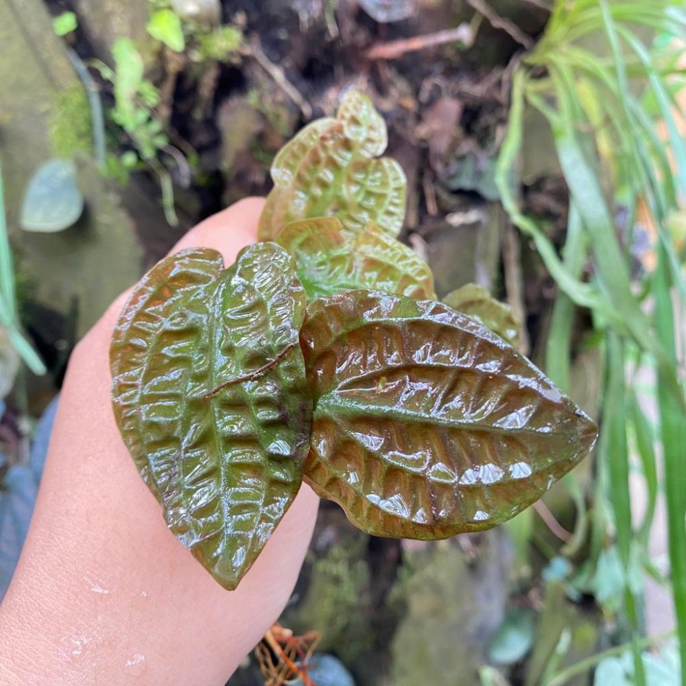 Cryptocoryne Cordata Var Grabowskii