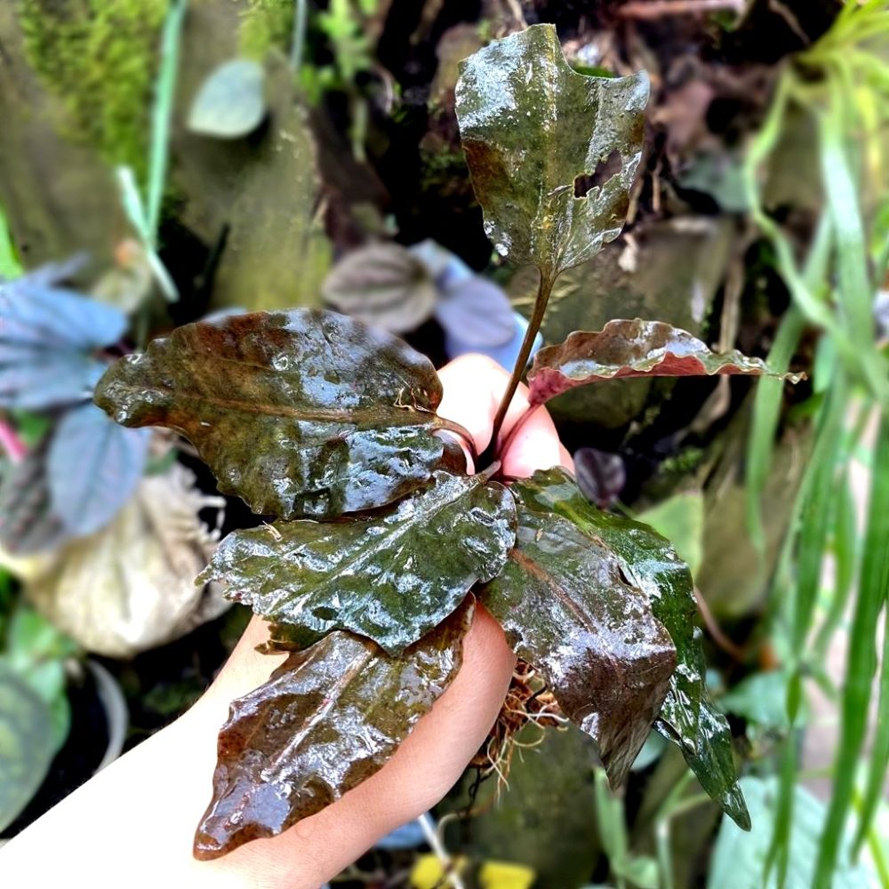 Cryptocoryne Grifithii