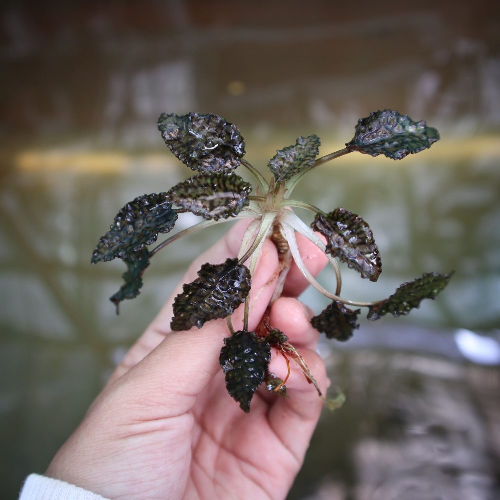 Cryptocoryne Striolata