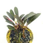 Bucephalandra sp. Pink Lady