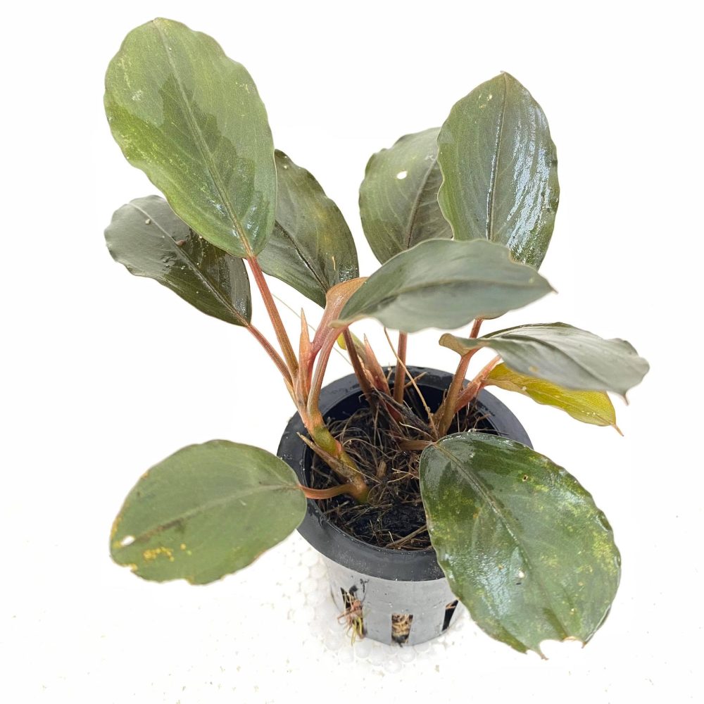 Bucephalandra Black Swan