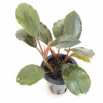 Bucephalandra Black Swan