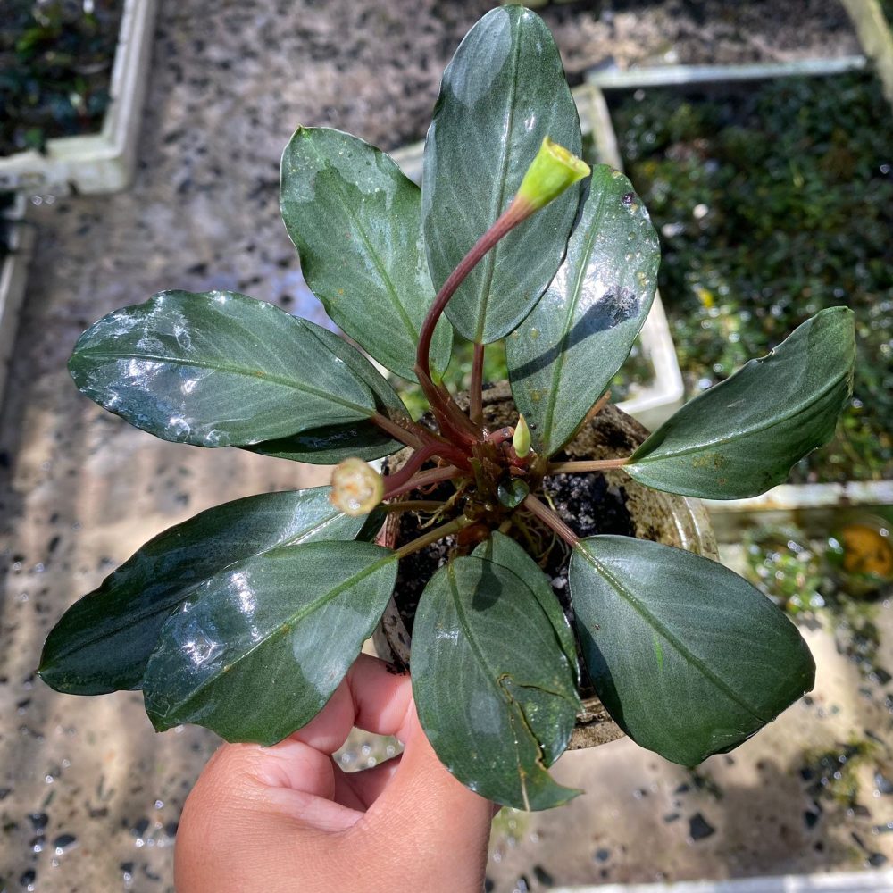 Bucephalandra Forcipula Var Pearl Grey