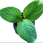 Schismatoglottis Pseudohatchii Chevron