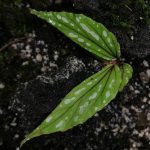 Begonia Amidalae