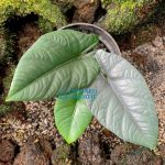 Alocasia Reginae