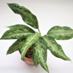 Aglaonema Pictum Bicolor