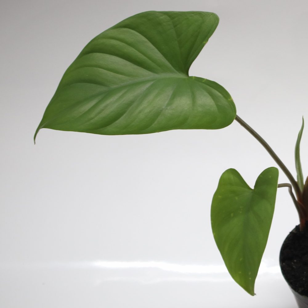 Homalomena Rubescens