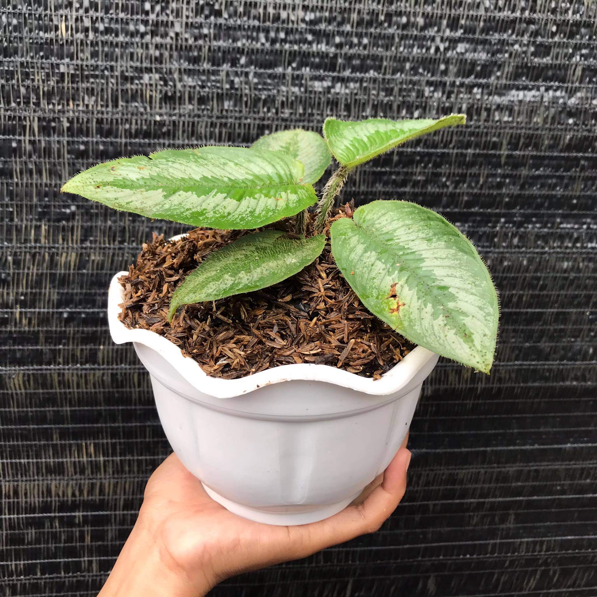 その他観葉植物 schismatoglottis ciliata variegated schismatoglottis ciliata variegated - メルカリ