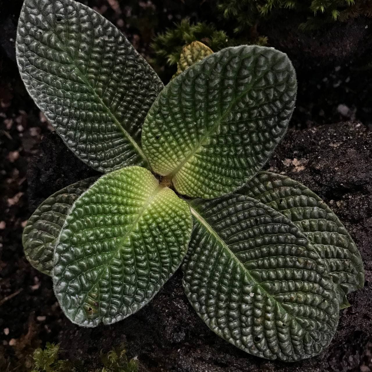 Streblosa Bullata (Argostemma sp. Kayu Lapis)