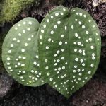 Phyllagathis Guttata