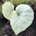 Begonia sp.  Senai