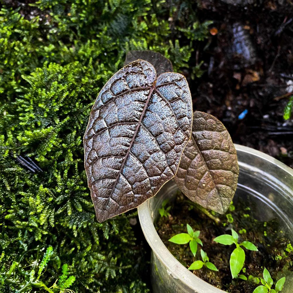 Pterisanthes sp Brown