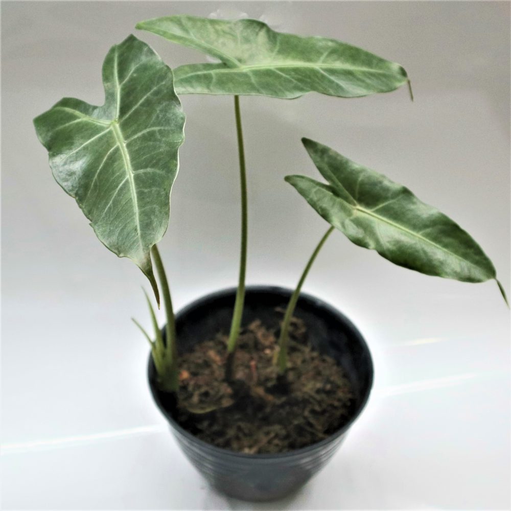 Alocasia Longiloba
