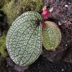 Sonerila Sp. Kalbar