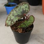 Begonia sp. Umbrella