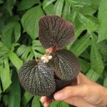 Begonia sp. Baik red