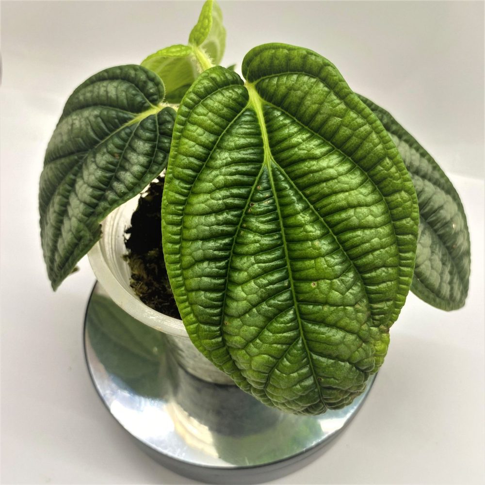 Piper cf. vestitum (Piper parmatum Dressler)