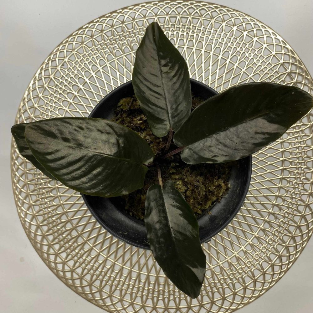 Schismatoglottis Multinervia