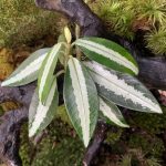 Argostemma sp. White Green