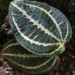 Phyllagathis sp. Watermelon