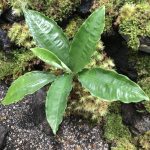 Schismatoglottis Pichinensis