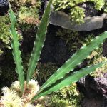 Schismatoglottis Erecta