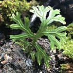 Selaginella Kuayan