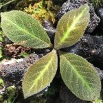 Cyrtranda Splendens