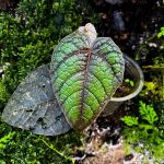 Pterisanthes sp Hairy Dark Green