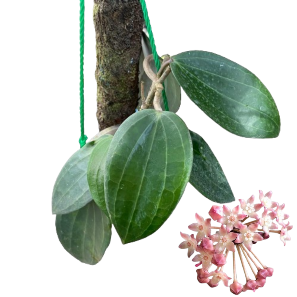 Hoya Macrophylla Blume