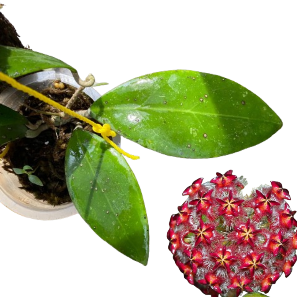 Hoya Mindorensis