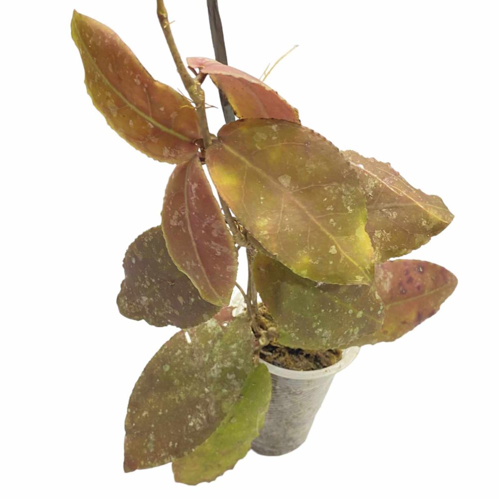 Hoya Undulata