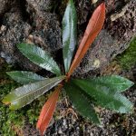 Sauvagesia Serrata Korth