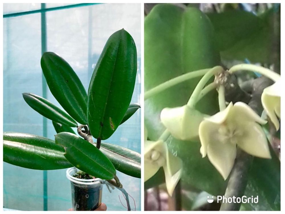 Hoya Obstusifolia
