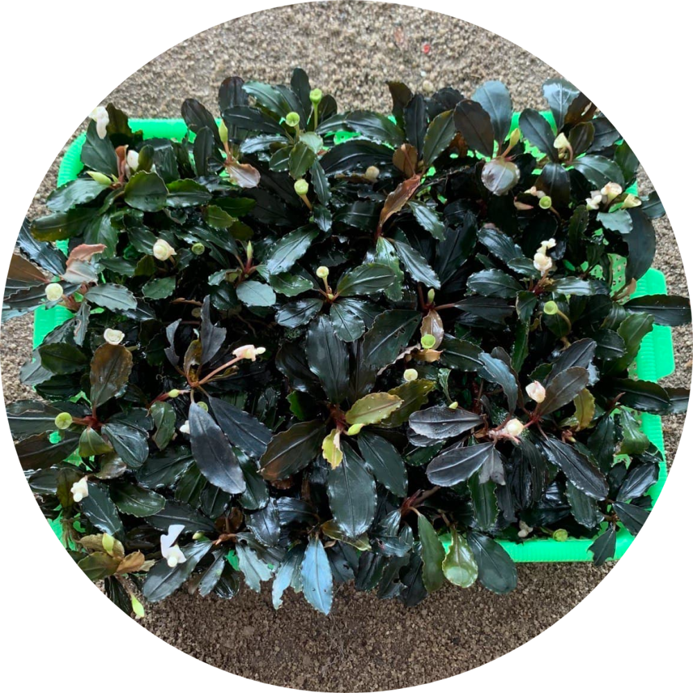 Bucephalandra Tray Package