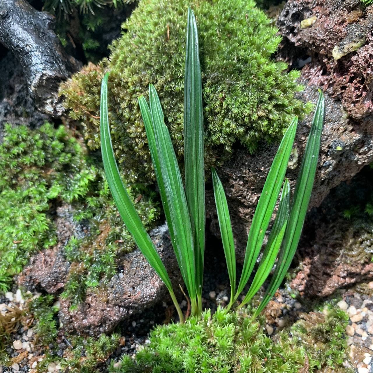 水草 Naiadia cf. zygosetha Aridarum Giganteum Naiadia cf. zygosetha Aridarum Giganteum