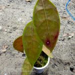 Hoya Lambii T. Green