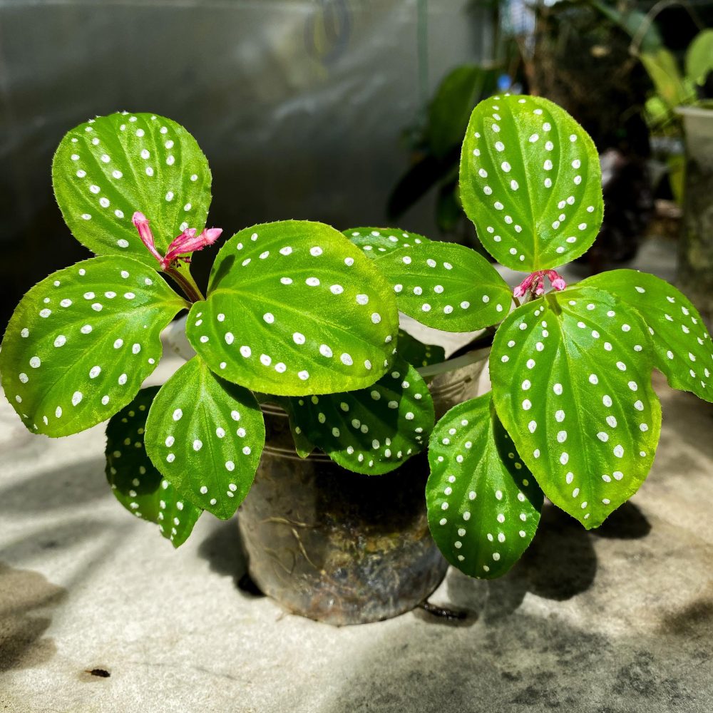Sonerila sp. Polkadot