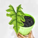 Alocasia sp. Jacklyn